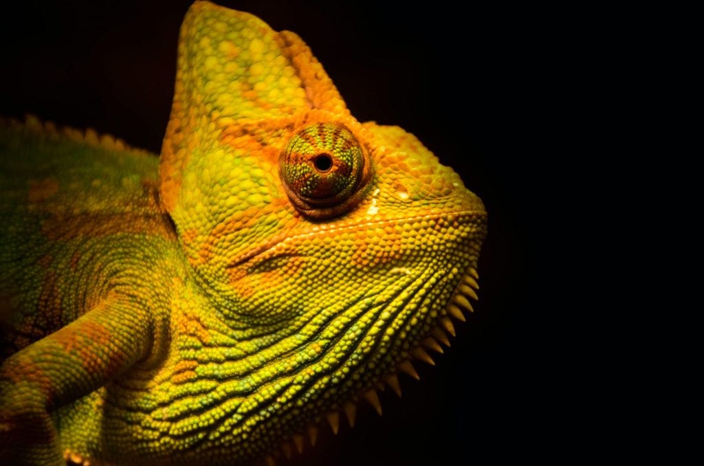 Image of a chameleon. In business, you need to move with trends and adapt to your surroundings. 